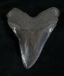 Black Georgia Megalodon Tooth #5542-2